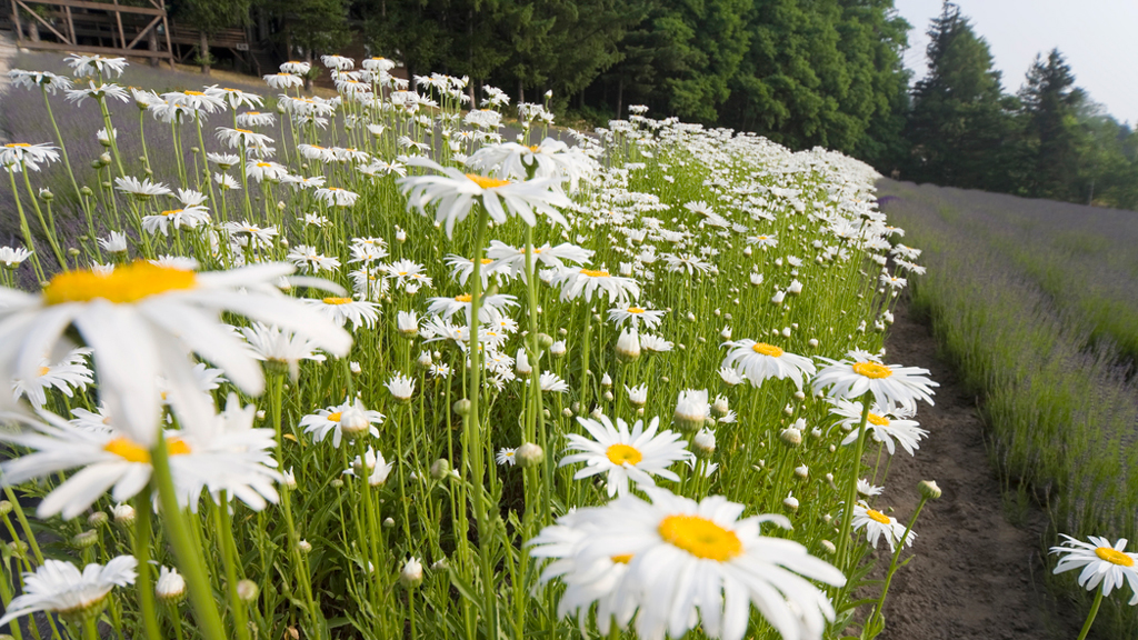 Midlife Lately – June 2025 Part 1