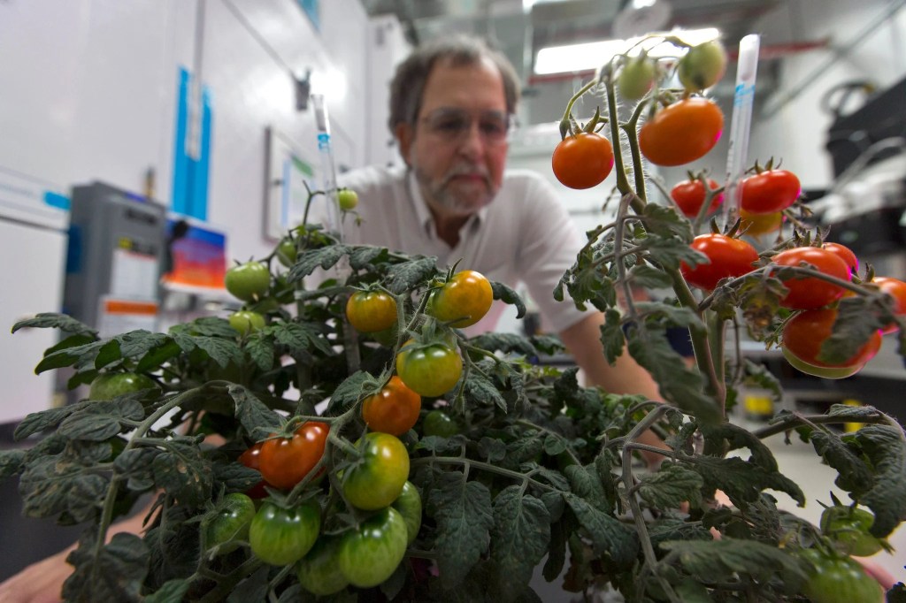 Tomato plant