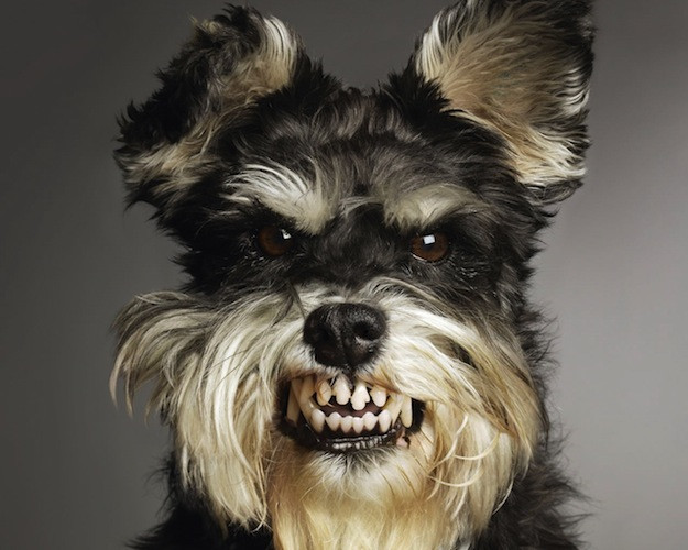 mad dog