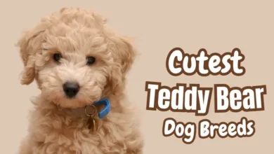teddy bear dogs
