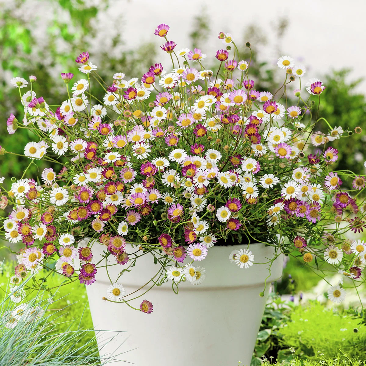 Spanisches Sommer-Gänseblümchen
