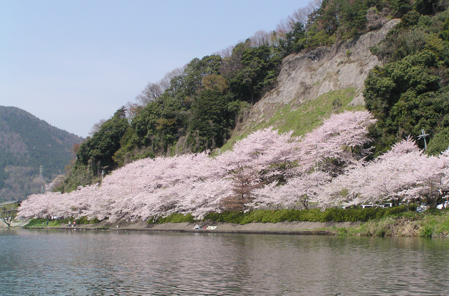 Cherry Blossoms at Kaizu-Osaki (spring)