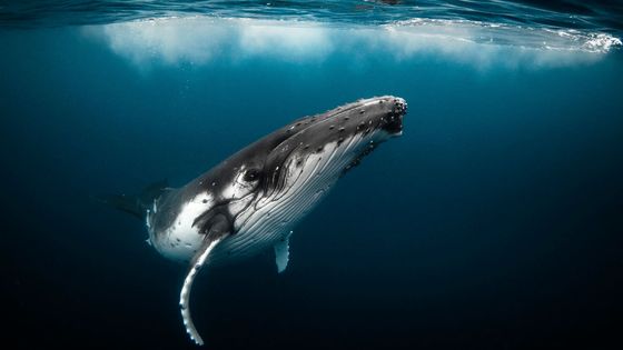 Une histoire culturelle de la baleine