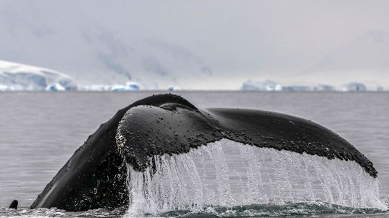 Baleine ANTARCTICA