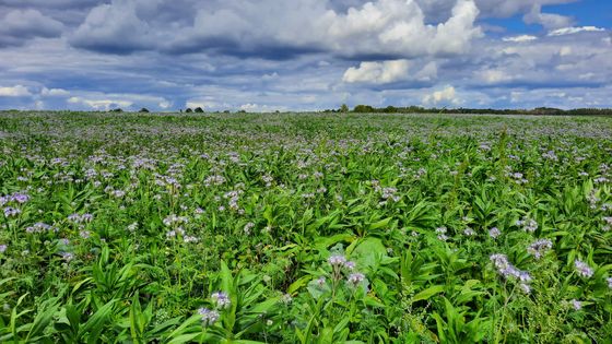 Agriculture, quelles mesures pour la biodiversité ? Champs de couverts végétaux de Mathieu Chaudron, agriculteur dans la Marne