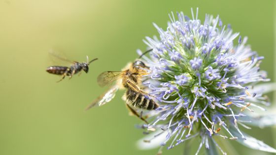 La biodiversité ne s'éffondre pas en Europe. Vraiment ?