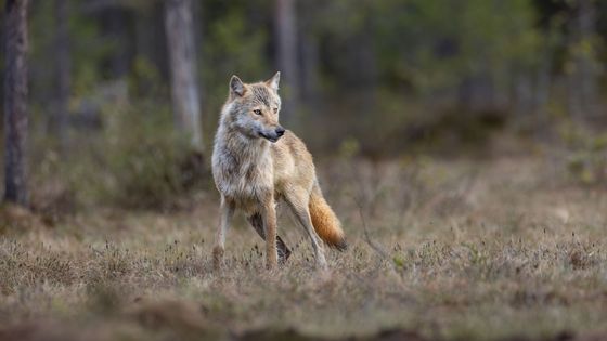 Les loups : une espèce de moins en moins protégée