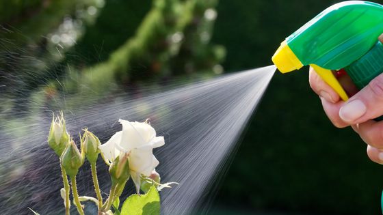 Une fleur arrosée d'un pesticide.