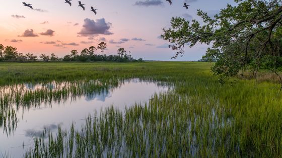 Marais salant côtier en Californie, une zone humide qui abrite des espèces en danger, protège contre les inondations, mais se retrouve pollué par les pesticides