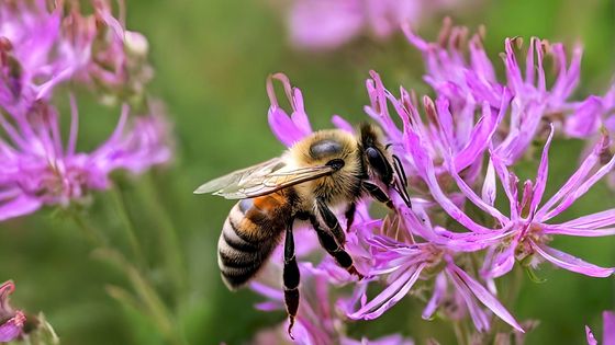 75% de la production mondiale de cultures alimentaires dépendent en partie de l'action des pollinisateurs, selon l'Anses.