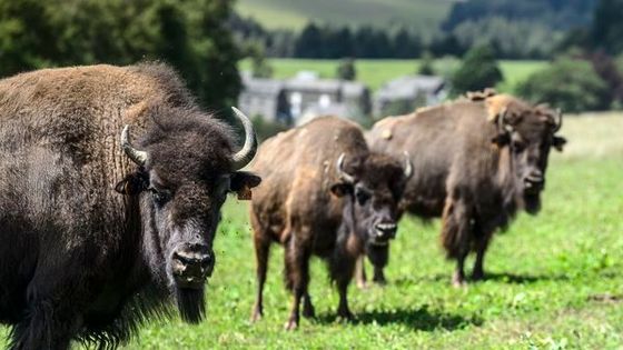 Des bisons en Belgique, en juillet 2020