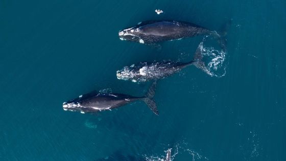 Des baleines en Argentine