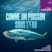 Comme un poisson sous l'eau