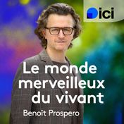 Benoît Prospero présente "Le monde merveilleux du vivant", un rendez-vous "ici"