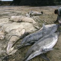 21 fevrier 2006. Déchetterie de Biscarrosse (landes) : une dizaine de dauphins trouvés échoués sur une plage du littoral atlantique où en 5 jours, plus de 80 cétacés échoués avaient été enregistrés sur les cotes françaises - des dauphins de l'espèce la plus commune, dans le golfe de Gascogne