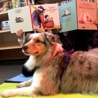 Lakota, le chien médiateur, se rend à la médiathèque Raymonde Vincent deux samedis par mois, pour accompagner des enfants dans leur séance de lecture.