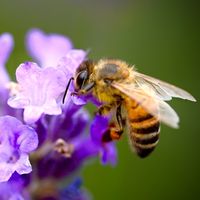 Une abeille qui butine