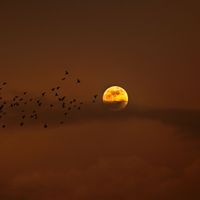 Des oiseaux dans le ciel nocturne de Floride