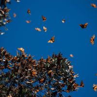 Essaim de papillons Monarques pendant la migration au Mexique