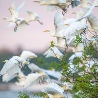 Oiseaux en vol, Forêt amazonienne, Brésil