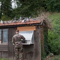 Un soldat s'occupe des pigeons voyageurs de l'armée française, au Mont Valérien, en septembre 2021.