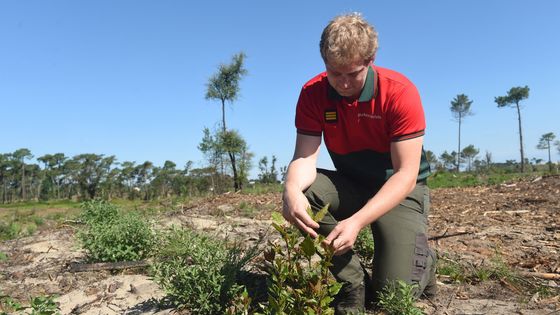 Antoine Oberle de l'Office National de la Forêt  à l'oeuvre en forêt de Chiberta à Anglet, le 5 juillet 2021