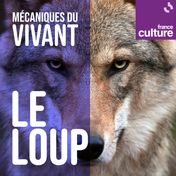 Mécaniques du vivant, première saison : le loup, par Marc Mortelmans