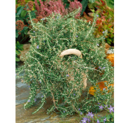 Rosmarinus off. ´Riviera Compact´/ Rozmarín previsnutý, 15-20 cm, K9