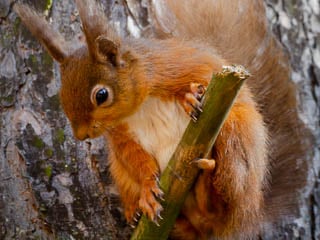 L5-donate-HazelClark-320w Red Squirrel on branch