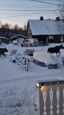 Fast gjest i hagen