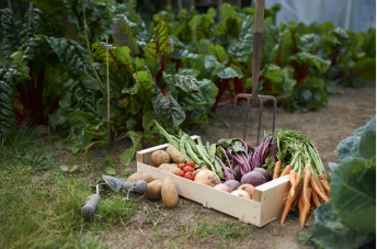 keuzehulp moestuin