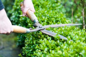 Hedge Trimming Most people have no idea their yard crew is creating an eyesore next door, and a friendly conversation often resolves the issue before anyone draws a line in the sand. (Pixavril/Adobe Stock)