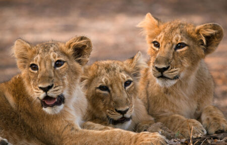 Asiatic lions cubs resting with their pride in the desert forests of Gir National Park, India.