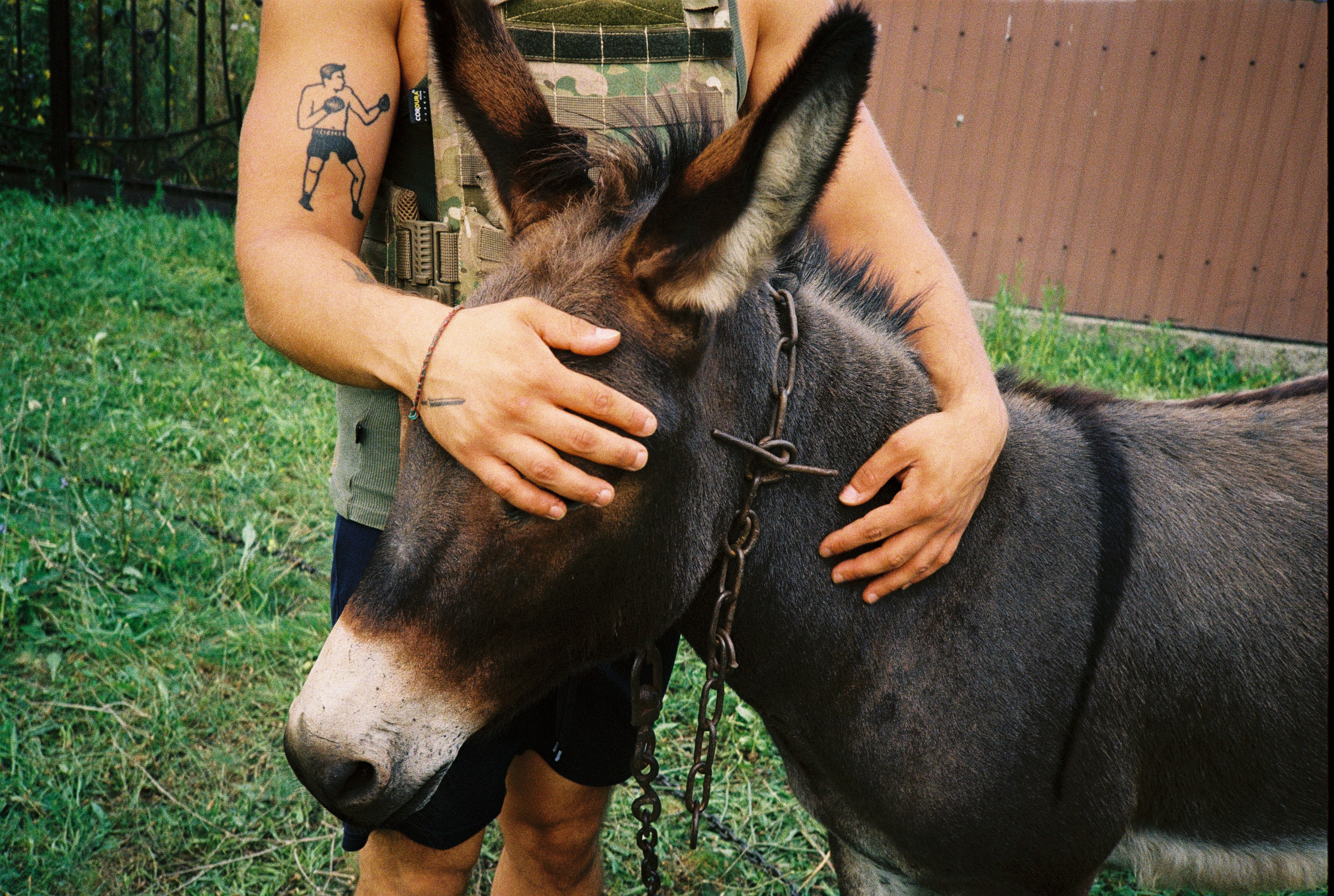 Ukraine, August 2023: A man cradles a donkey