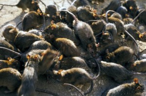 rat-populations-are-exploding-as-cities-get-hotter