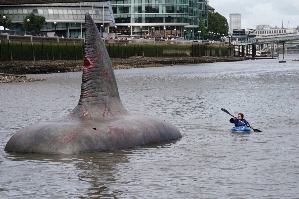 the-megalodon-was-even-bigger-than-we-thought