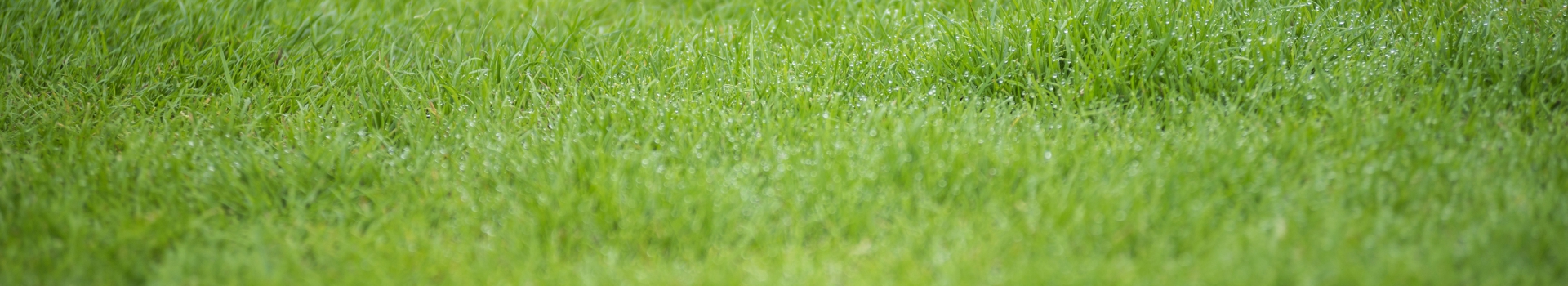 Openbaar groen