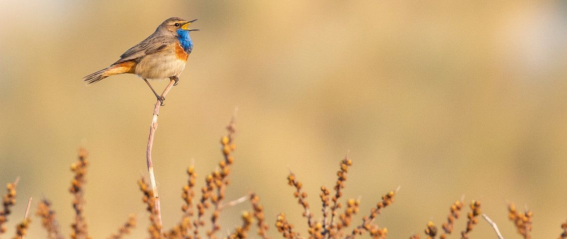 Ontdek de kleurrijke vogelwereld op de Wadden!