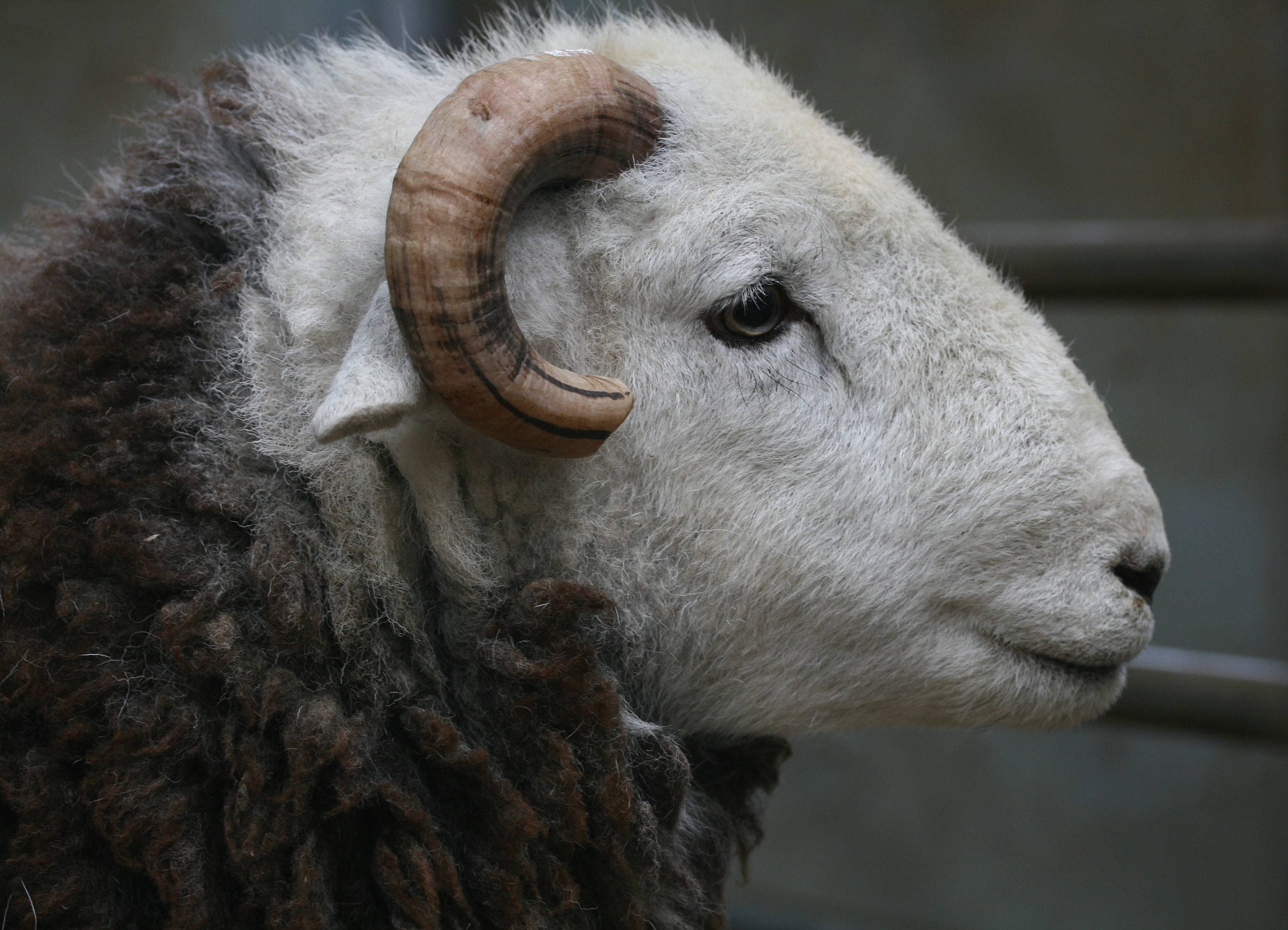 herdwick