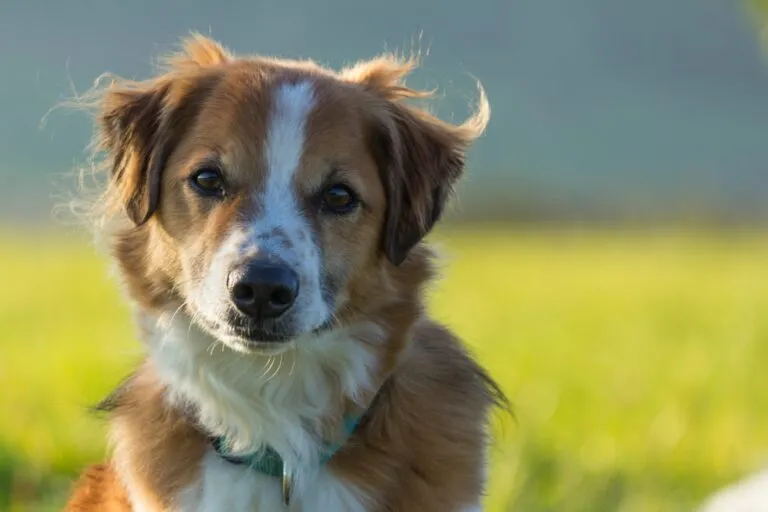 Ein braun-weißer Kromfohrländer auf einer Wiese krohmfohrländer hund porträtaufnahme