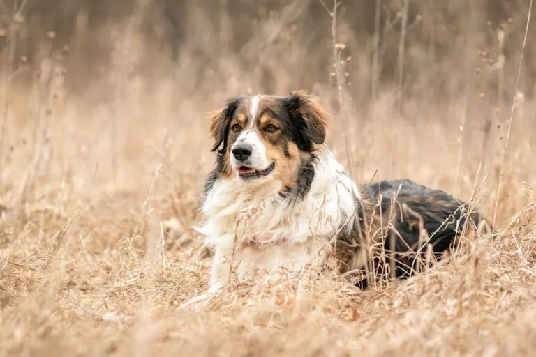 Ein English Shepherd liegt im Gras English Shepherd liegt im Gras