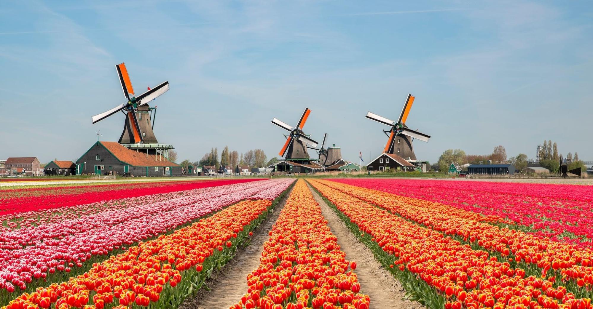 Caminho com tulipas coloridas até moinhos de vento ao fundo