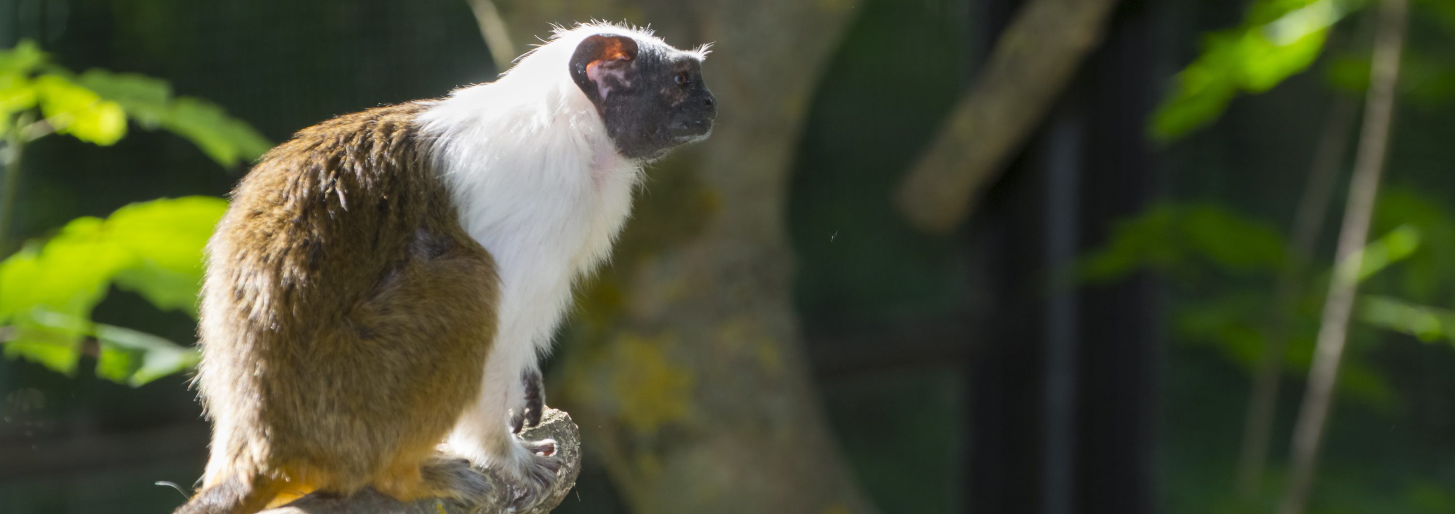 Pied bare-faced tamarin
